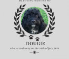 Dougie the Dog