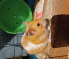 Arthur the Hamster