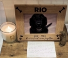 Rio the Dog