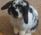 Otis the Rabbit